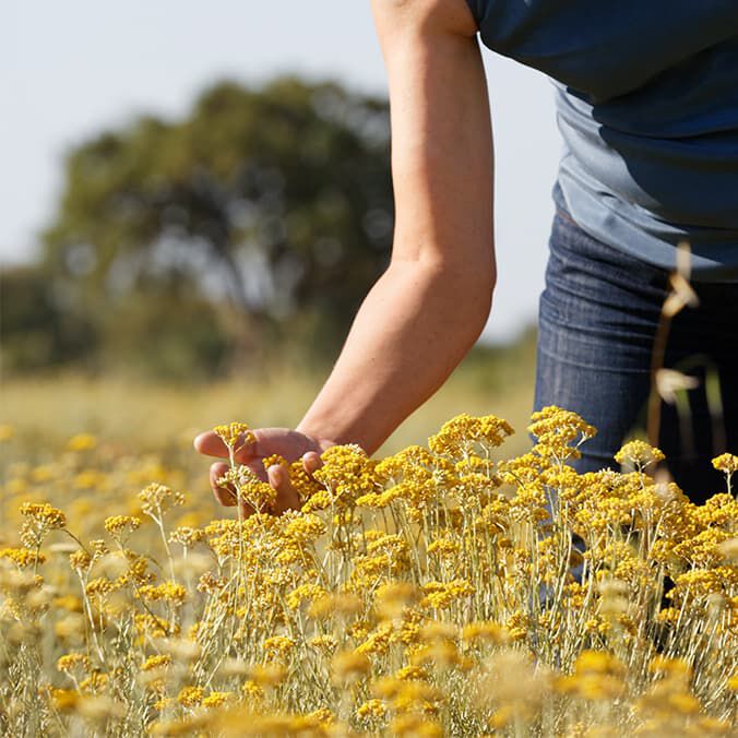 Immortelle Anti Aging